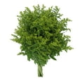 thumbnail image 3 of Member's Mark Golden Glory Solidago 140 stems, 3 of 5