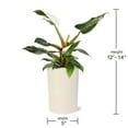 thumbnail image 5 of Live 5" White Princess Philodendron in Ceramic Pot, 5 of 5