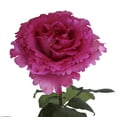 thumbnail image 1 of Member's Mark Garden Roses, 36 stems, Choose color variety, 1 of 6