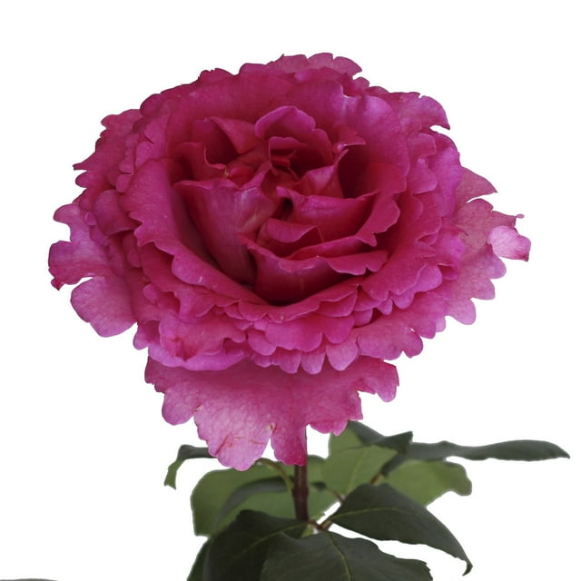 Member's Mark Garden Roses, 36 stems, Choose color variety