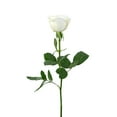 thumbnail image 3 of Member's Mark Ecuadorian Premium Roses, choose color variety and stem count, 3 of 9