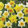 thumbnail image 3 of Member's Mark Daffodil Mix Dormant Bulbs, 40pk, 3 of 9