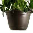 thumbnail image 2 of Costa Farms 8" Exotic Angel Plant in Hanging Basket, 2 of 5
