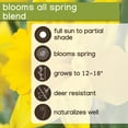 thumbnail image 9 of Member's Mark Daffodil Blooms All Spring Blend Dormant Bulbs, 36pk, 9 of 12