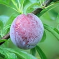 thumbnail image 2 of Santa Rosa Plum Tree, 2 of 4