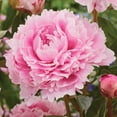thumbnail image 4 of Member's Mark Peony Sarah Bernhardt Dormant Bulbs, 3pk, 4 of 9