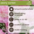 thumbnail image 6 of Member's Mark Double Peonies Sorbet & Emile Debatene Dormant Bulbs, 3pk, 6 of 10