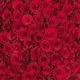 thumbnail image 3 of Member's Mark Ecuadorian Premium Roses, choose color variety and stem count, 3 of 5