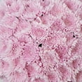 thumbnail image 4 of Member's Mark Football Mums, choose color and stem count, 4 of 6