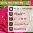 thumbnail image 6 of Member's Mark Peony Karl Rosenfield Dormant Bulbs, 3pk, 6 of 9