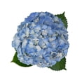 thumbnail image 4 of Member's Mark Hydrangeas, choose color and stem count, 4 of 6