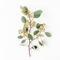 thumbnail image 2 of Member's Mark Seeded Eucalyptus Greenery, 40 stems, 2 of 4