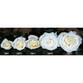 thumbnail image 3 of Member's Mark Garden Roses, 36 stems, Choose color variety, 3 of 3