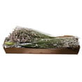thumbnail image 6 of Member's Mark Limonium, 60 Stems, choose color, 6 of 6