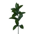 thumbnail image 2 of Member's Mark Israeli Ruscus 200 stems, 2 of 6
