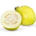 thumbnail image 3 of Baby Guava, 1 lb., 3 of 4