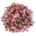 thumbnail image 1 of Member's Mark Alstroemeria, Choose color and stem count, 1 of 1