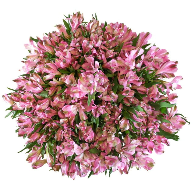 Member's Mark Alstroemeria, Choose color and stem count