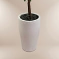 thumbnail image 2 of Artificial 6.5' Olive Tree in a White Ceramic Planter, 2 of 3