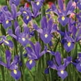 thumbnail image 4 of Member's Mark 60 Days of Blooms Chionodoxa, Crocus, Daffodil, Tulip, and Dutch Iris Dormant Bulbs, 65pk, 4 of 15