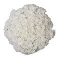 thumbnail image 1 of Member's Mark Football Mums, choose color and stem count, 1 of 6