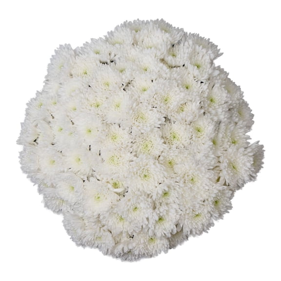 Member's Mark Football Mums, choose color and stem count
