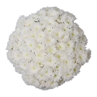 Member's Mark Football Mums, choose color and stem count