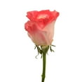 thumbnail image 1 of Member's Mark Illusion Roses, 96 stems, Choose color variety, 1 of 7