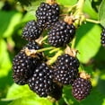 thumbnail image 4 of Member's Mark Blackberry Thornless, 2pk, 4 of 10
