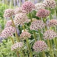 thumbnail image 5 of Member's Mark Allium Collection Dormant Bulbs, 42pk, 5 of 11
