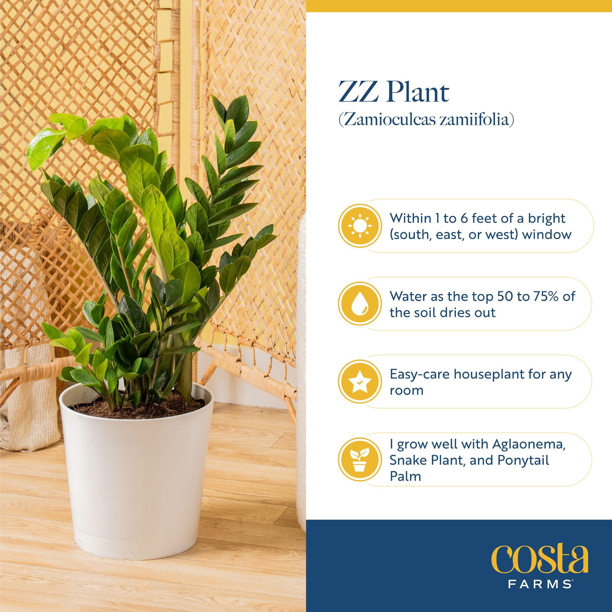 Costa Farms 10