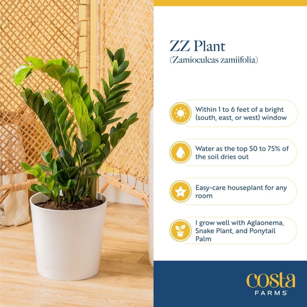 Costa Farms 10