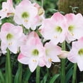 thumbnail image 3 of Member's Mark Garden Amaryllis Pink & Ixia Pink Dormant Bulbs, 25pk, 3 of 10