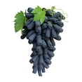 thumbnail image 2 of Moon Drop Seedless Grapes, 3 lbs., 2 of 3