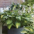 thumbnail image 5 of Member's Mark Hosta Combo Christmas Tree & Paul's Glory Dormant Bulbs, 6pk, 5 of 9