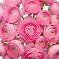 thumbnail image 4 of Ranunculus, 60 stems, choose color, 4 of 5