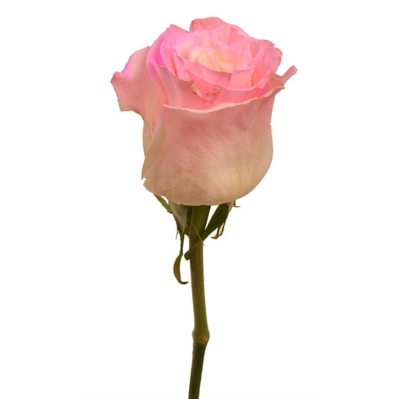 Member's Mark Illusion Roses, 96 stems, Choose color variety