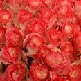 thumbnail image 5 of Member's Mark Illusion Roses, 96 stems, Choose color variety, 5 of 7