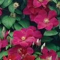 thumbnail image 5 of Member's Mark Clematis Rouge Cardinal Dormant Bulbs, 3pk, 5 of 9