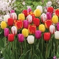 thumbnail image 3 of Member's Mark Tulip Longstemmed Blend Dormant Bulbs, 40pk, 3 of 9