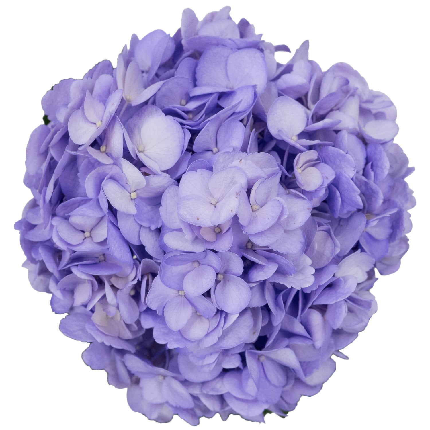 Member's Mark Color Enhanced Hydrangeas, 20 stems, choose