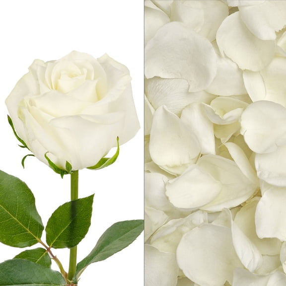 Member's Mark Roses and Petals Combo, 75 stems+ 2,000 petals, choose color