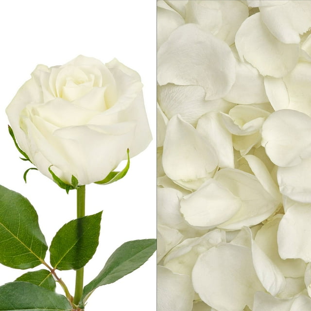 Member's Mark Roses and Petals Combo, 75 stems+ 2,000 petals, choose color