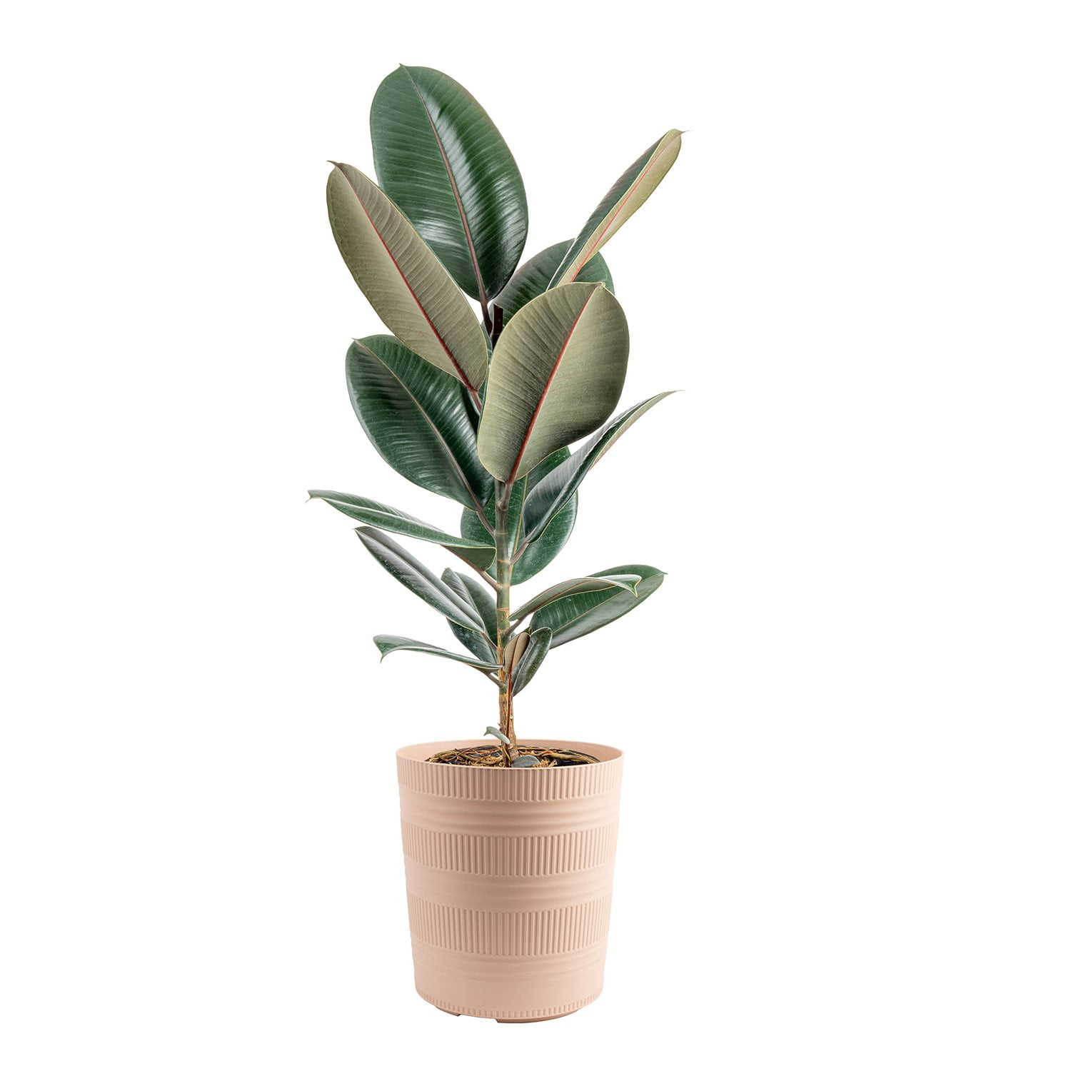 Costa Farms Ficus Rubber Standard Plant