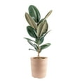 thumbnail image 1 of Costa Farms 10" Ficus Rubber Standard Plant in Decorative Pot, 1 of 8