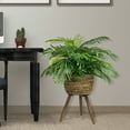 thumbnail image 3 of Faux 30" Phoenix Palm in Handwoven Tripod Stand Basket, 3 of 6