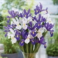 thumbnail image 5 of Member's Mark Dutch Iris Blend Dormant Bulbs, 70pk, 5 of 9