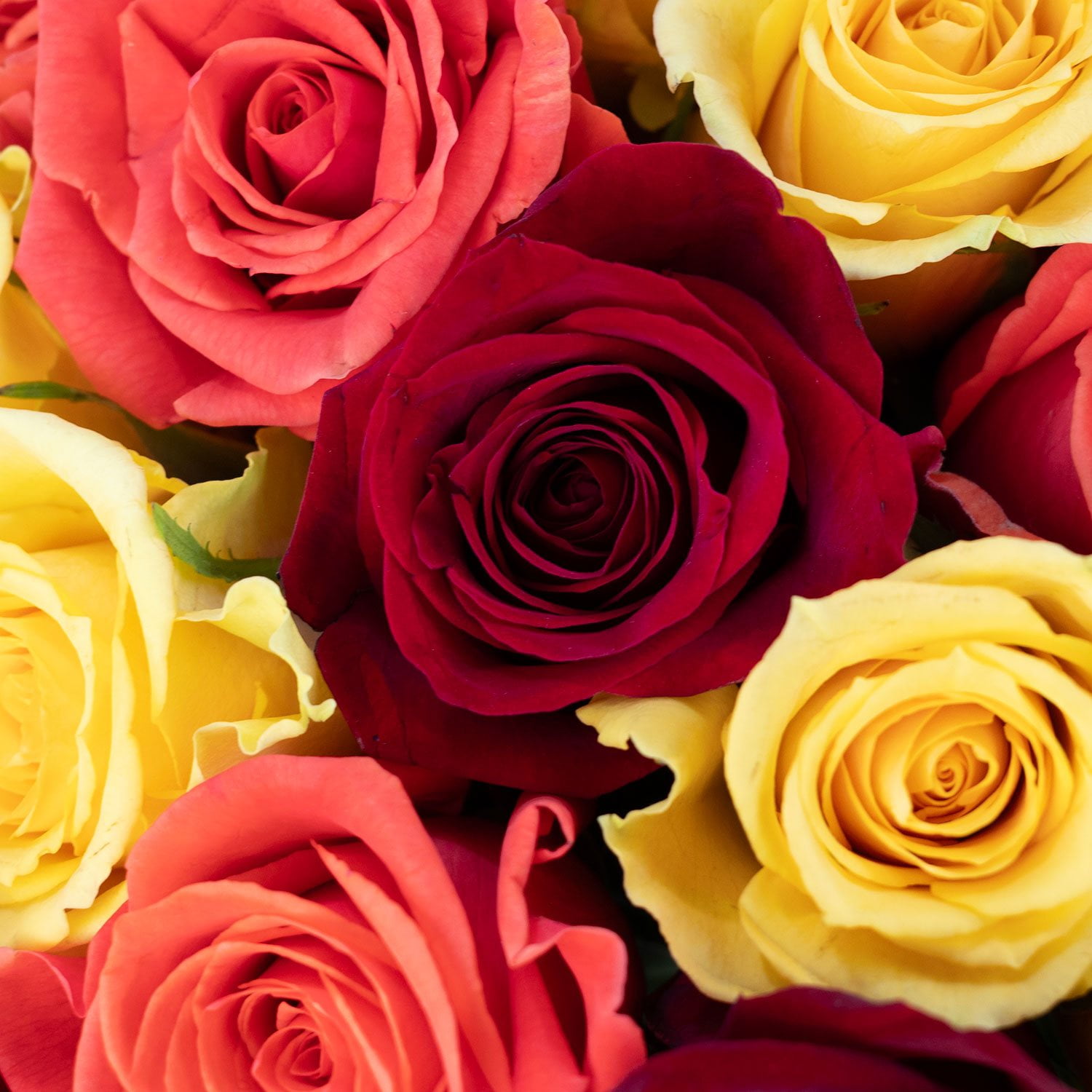 Member's Mark Rose Vase Arrangement, 100 stems, choose color