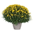 thumbnail image 1 of MUM PLANTER ., 1 of 6