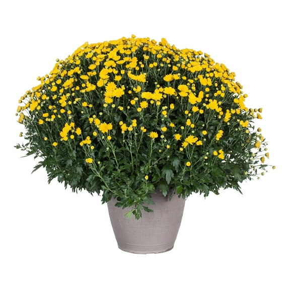 14" Mum Planter